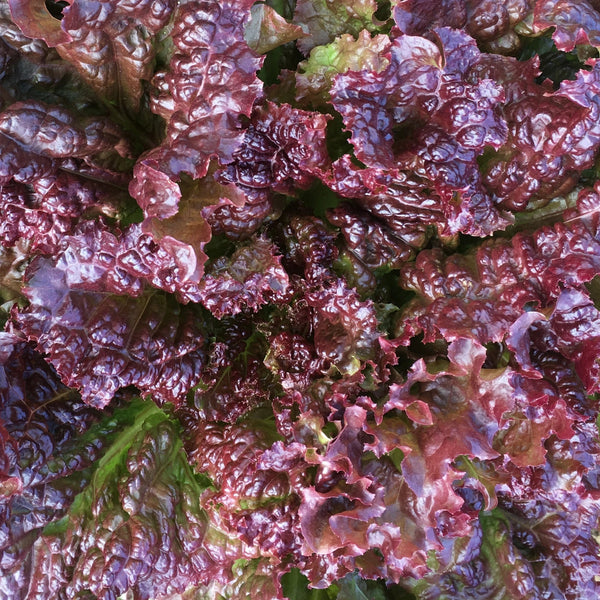 Lettuce, Red Sails