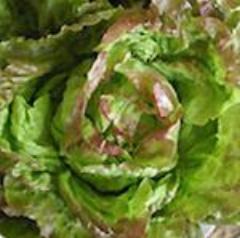 Lettuce, Pirat Red Butter