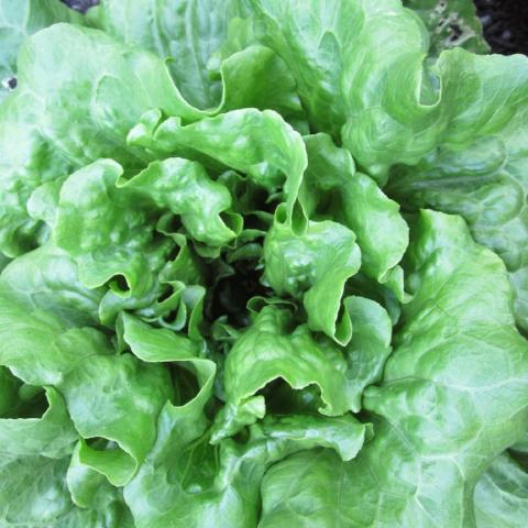 Lettuce, Quan Yin