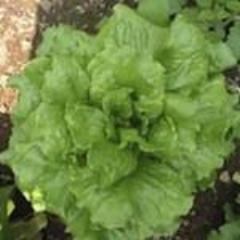 Lettuce, Quan Yin