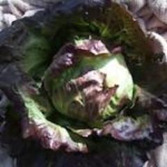 Lettuce, Red Iceberg