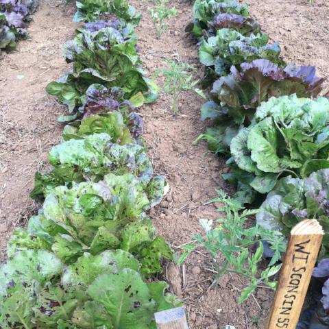 Lettuce, Romaine Mix