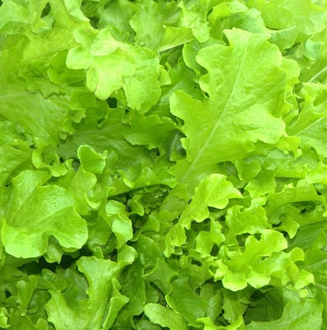 Lettuce, Salad Bowl