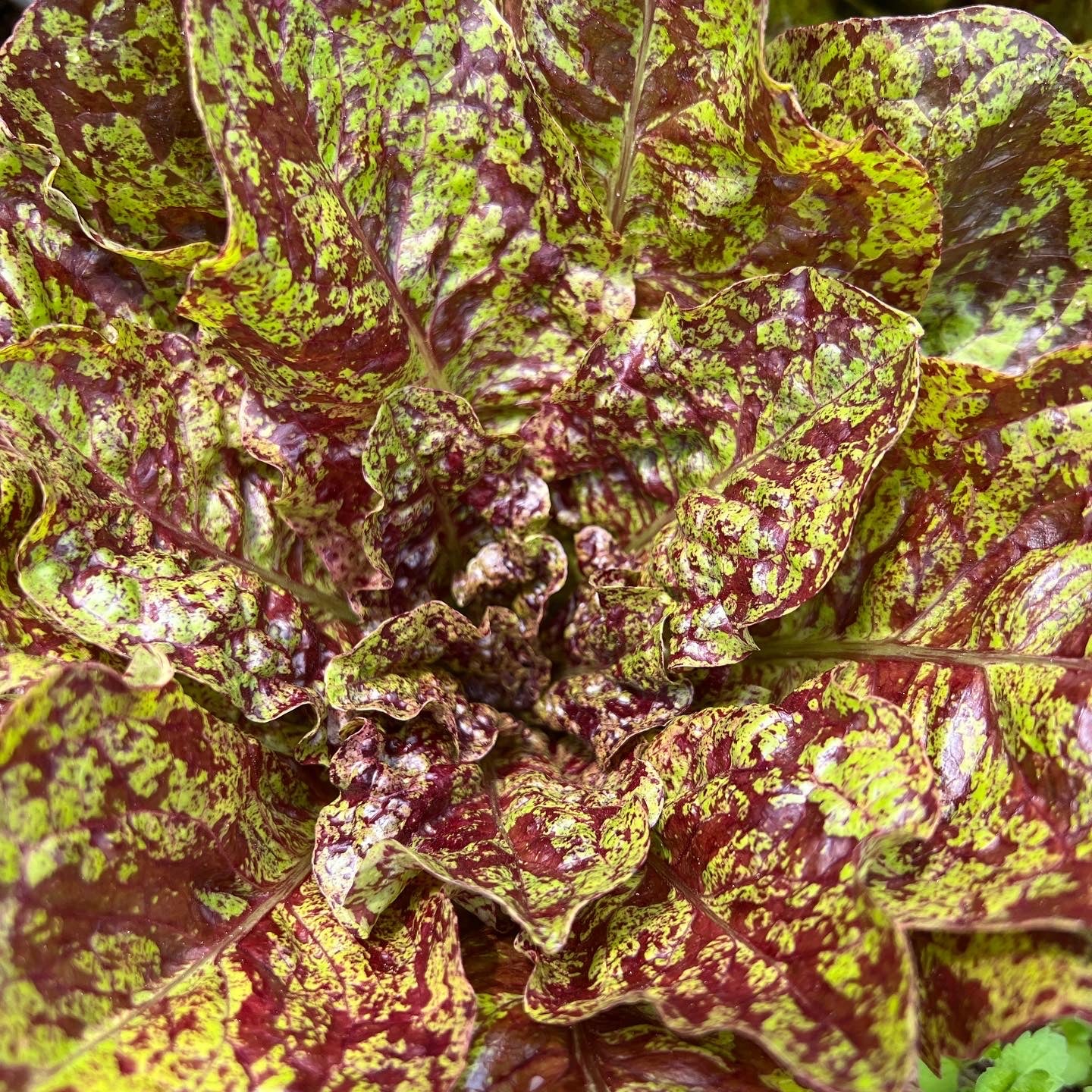 Lettuce, Better Butter Blend Siskiyou Seeds