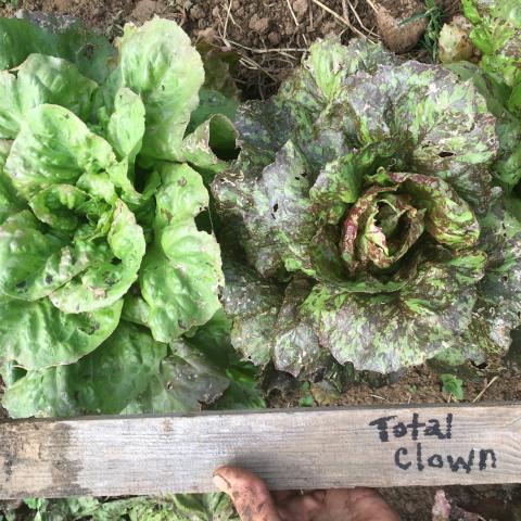 Lettuce, Total Clown