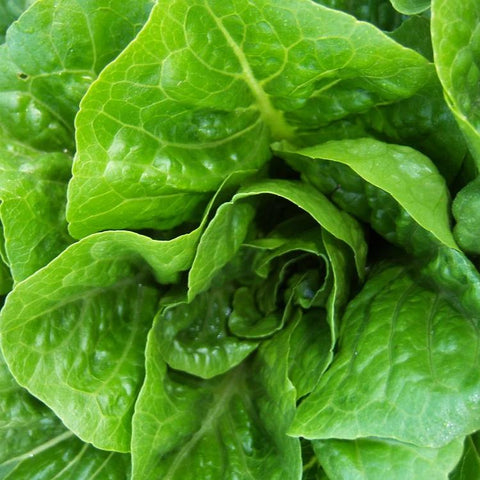 Lettuce, Verte Mar