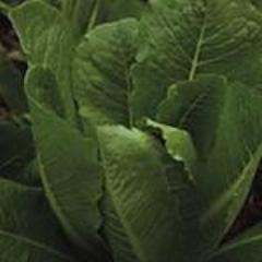 Lettuce, Verte Mar