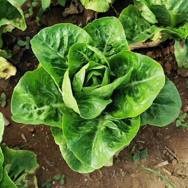 Lettuce, Winter Density