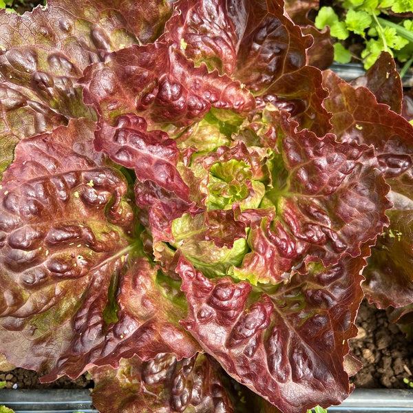 Lettuce, Yugoslavian Red
