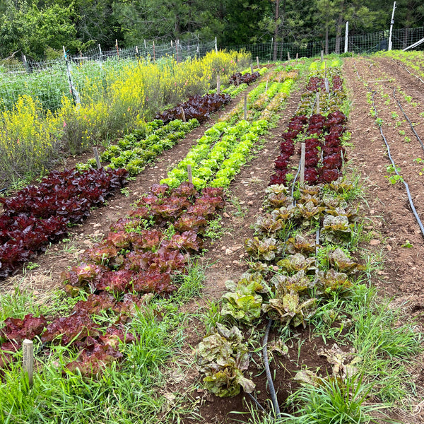 Lettuce, Better Butter Blend