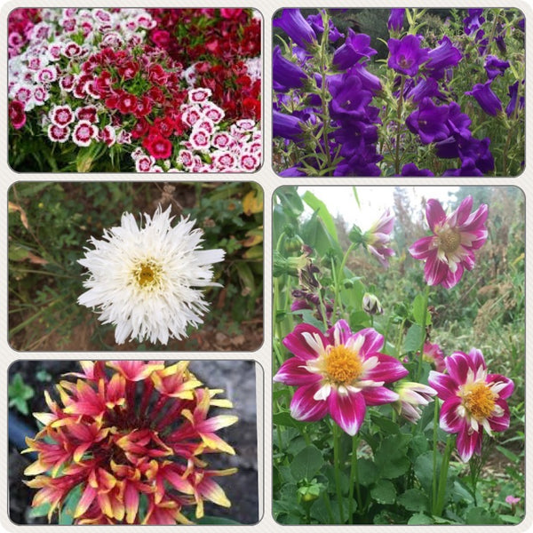 Longer-lived Edible Flowers Collection, organic, edible
