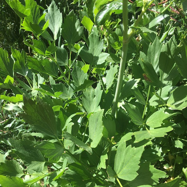 Lovage