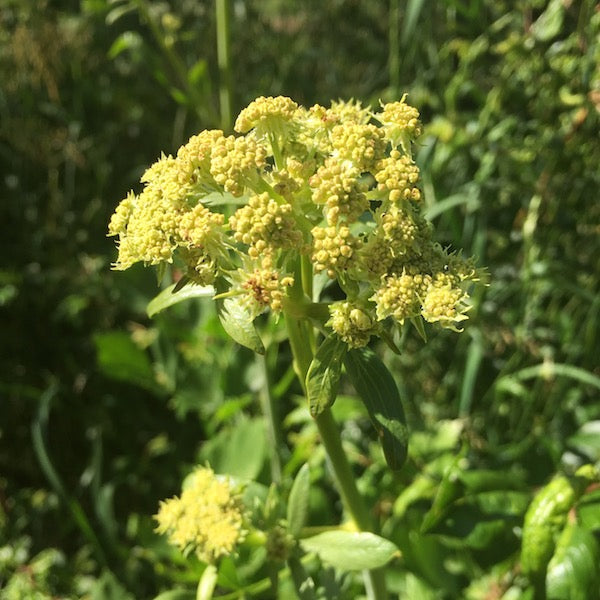 lovage plant seeds Lovage