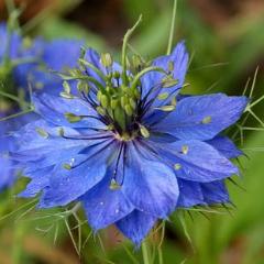 Nigella, Love-In-A-Mist, organic, open pollinated, cut flower