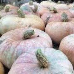 Winter Squash, Lower Salmon River