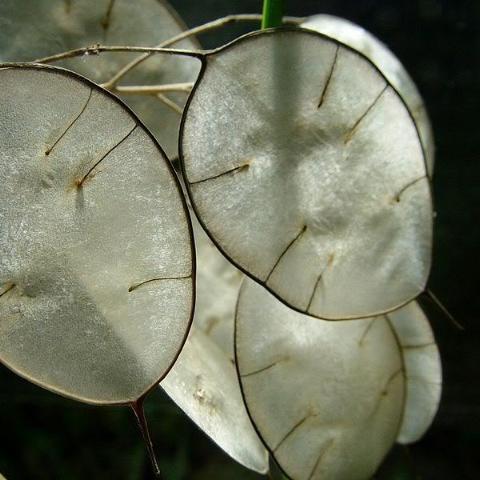 where to buy money tree seeds Lunaria, Money Plant