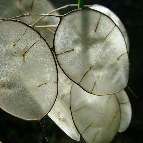 Lunaria, Money Plant