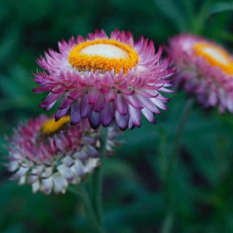 Strawflower, White/Pink Mix