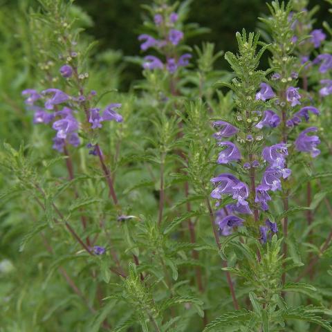 Mint, Moldavian Balm