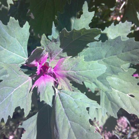 Lambsquarters, Magenta