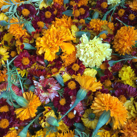 Marigold, Dazzling Mix