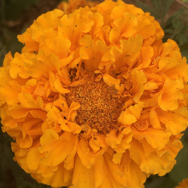 giant african marigold seeds Marigold, African Giant