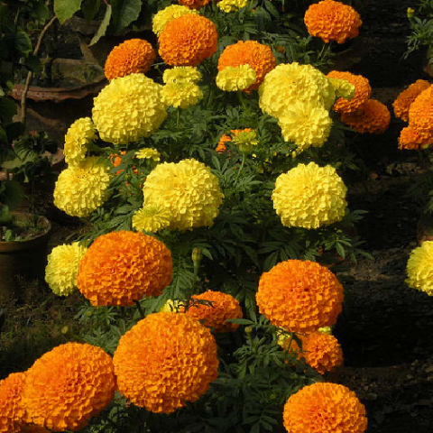 Marigold, African Giant