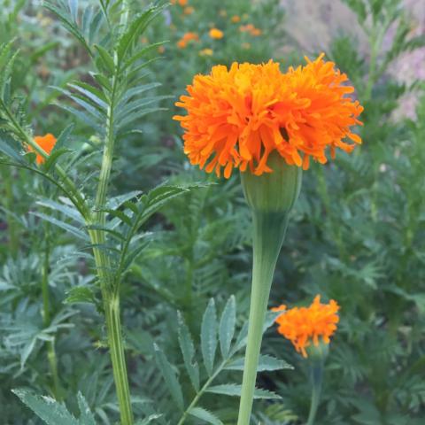 Marigold, Pesche's Gold