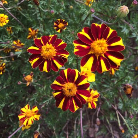 harlequin marigold seeds Marigold 'Pinwheel' (Tagetes)