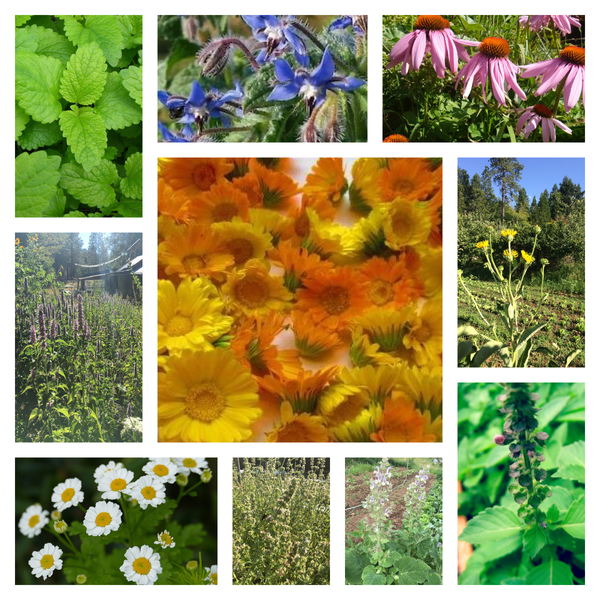 Flowering Medicinals, organic