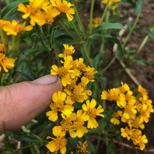 Mexican Tarragon, organic, culinary herb