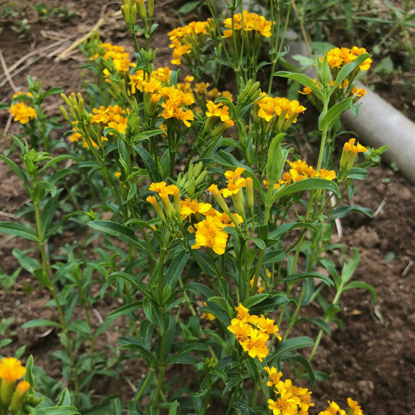 Mexican Tarragon, culinary herb
