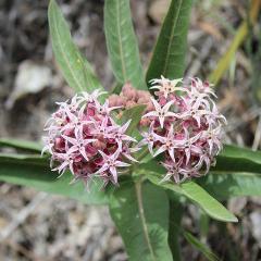Showy Milkweed, organic, open pollinated