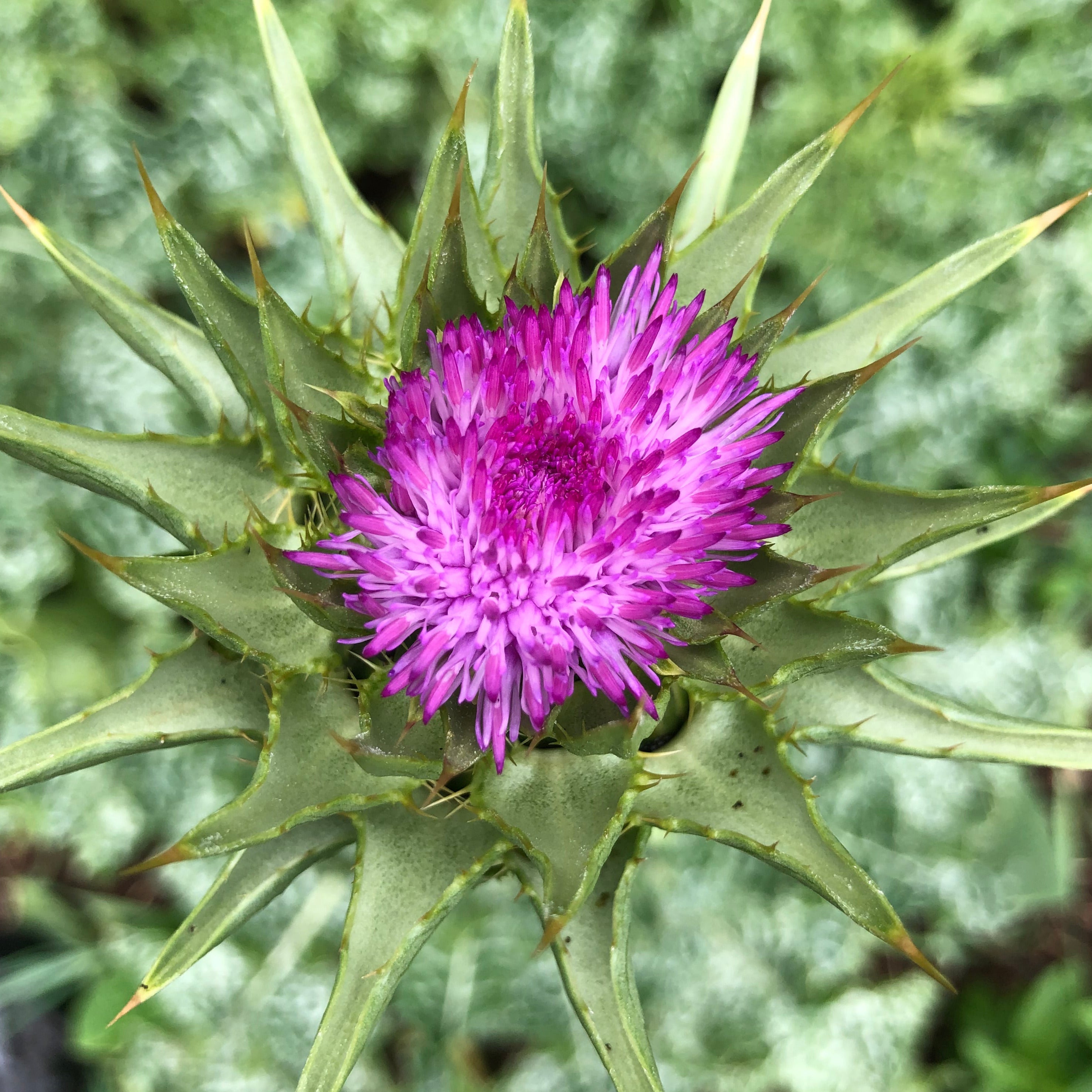 Milk Thistle Siskiyou Seeds