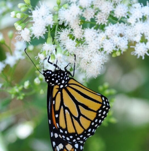 Milkweed, Ice Ballet