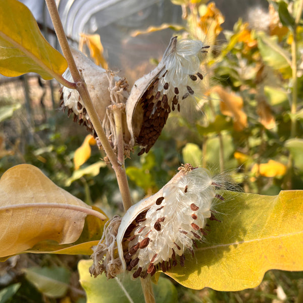 Milkweed, Showy
