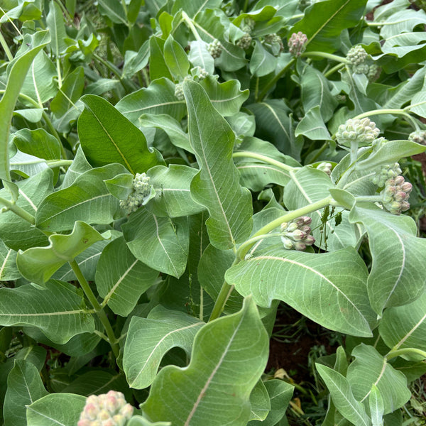 Milkweed, Showy