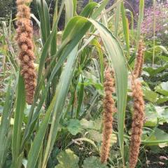 Foxtail Millet, organic, open pollinated, cut flower