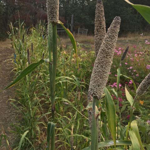 Millet, Indian Pearl