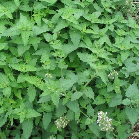 Catnip, organic, open pollinated, medicinal