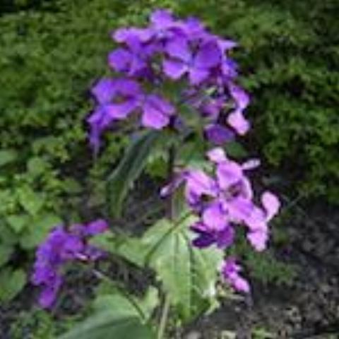 money plant biennial Lunaria, Money Plant