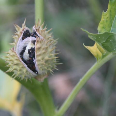moon flower bush seeds Moonflower, Datura