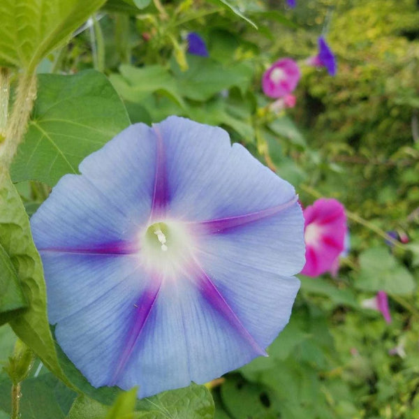 Morning Glory, Sunrise Blend, organic 