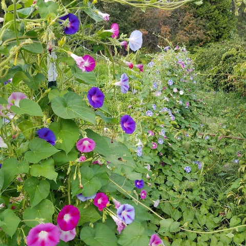 Morning Glory, Sunrise Blend