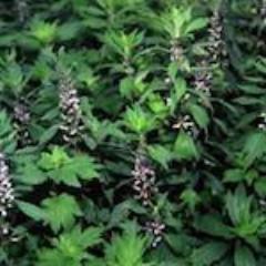 Motherwort