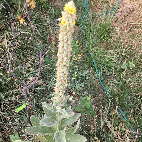 Mullein, organic, open pollinated, medicinal