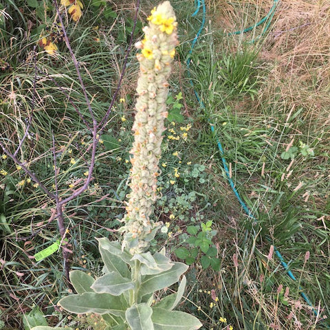 Mullein, Common