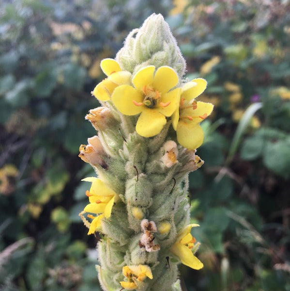 Mullein, organic, open pollinated, medicinal