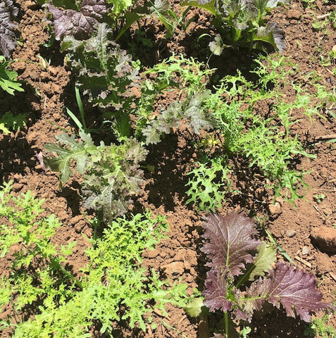 Mesclun Mix, Spicy