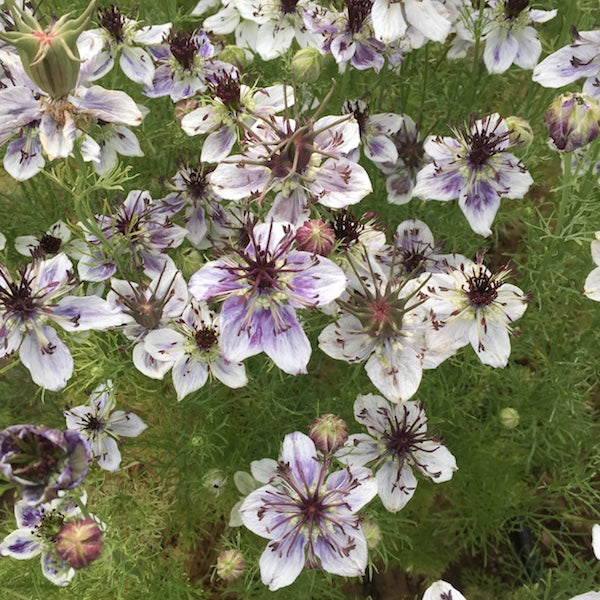 Nigella, Delft Blue, organic, open pollinated, cut flower